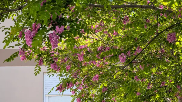 Pembe çiçekli siyah çekirge ağacı güneş ışığında