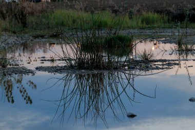 Akşamları Augsburg 'da ıssız bir yerde bir su birikintisinin yüzeyine çimen yaprakları yansıtılır.