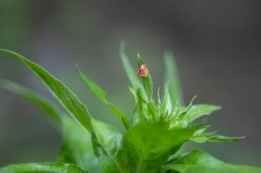 Yeşil yaprakların üzerinde dinlenen küçük kahverengi böcek.