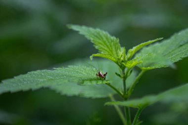 Isırgan yaprağının üzerinde küçük bir cırcır böceği