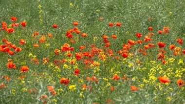 Papaver rhoeas 'ın yoğun tarlası yazın başlarında çiçek açıyor