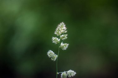 Çiçek açan çimenler ve taze yağmur damlaları