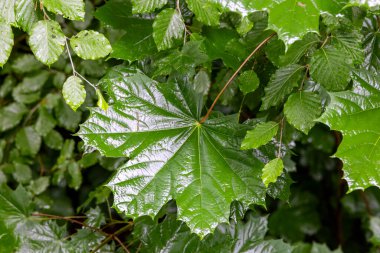 Akçaağacın büyük parlak yaprağı.