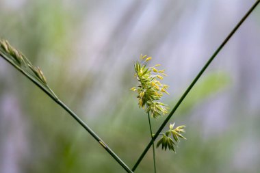 Doğal ortamında sarı anterli çiçek açan otlar.