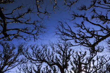 Güneş mavi gökyüzünde parlıyor kışın eski ağaçlar ve kayın çalılarıyla dolu bir parkın üzerinde.