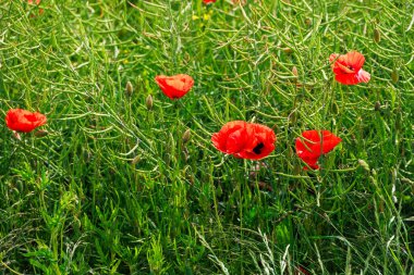 Yeşil tohum kapsülleri arasında Papaver rhoeas çiçeklerinin yakın görüntüsü