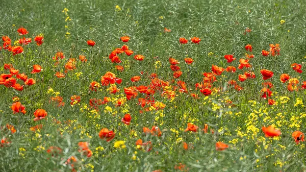 Papaver rhoeas 'ın yoğun tarlası yazın başlarında çiçek açıyor