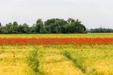 Ağaç sınırına yakın büyük bir haşhaş tarlası.