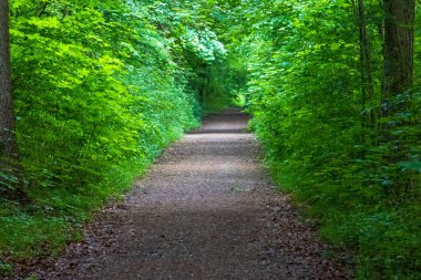 Düz orman yolu Acer ve Fagus türleriyle dolu.