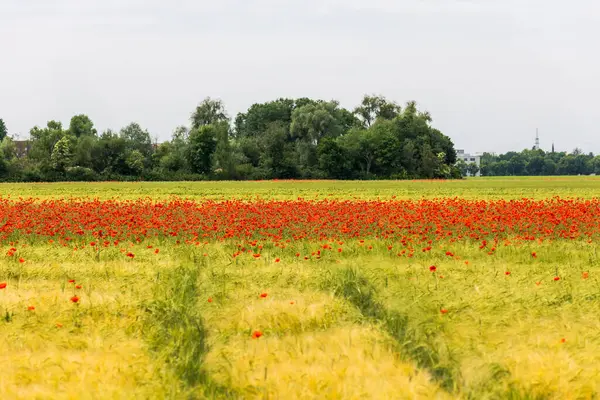 Ağaç sınırına yakın büyük bir haşhaş tarlası.