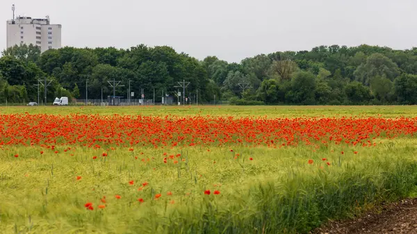 Arpa ve haşhaş tarlası şehir sınırına yakın.