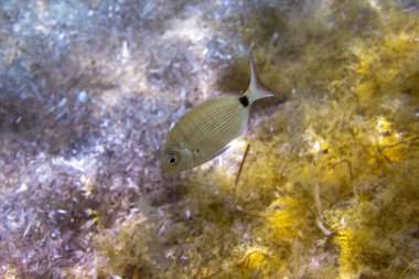 Kumlu deniz tabanında yüzen iki şeritli çipura.
