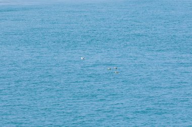 Sakin mavi denizde yüzen martılar İtalya Livorno 10.6.2025