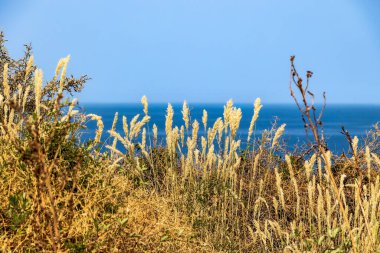 Akdeniz bitki örtüsü ve mavi denizli sahil kayalığı, Korsika, 13 Haziran 2025