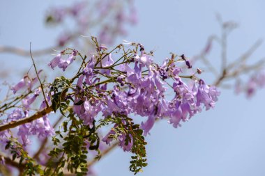 Mor trompet çiçekli Jacaranda ağacı Fransa, Korsika, Ajaccio, 13 Haziran 2025