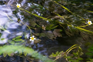 Çiçekli su kruvazörü yakında, Almanya, Augsburg