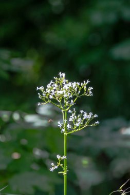 Uçan sinekler yaklaşan kediotu çiçekleri, Almanya, Augsburg