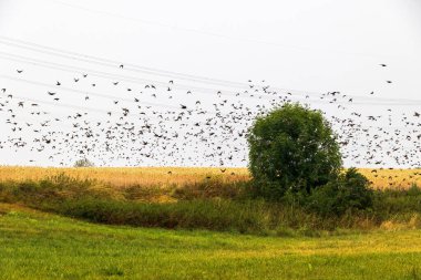 Siyah kuşlar yeşil çimlerde uçuyor..
