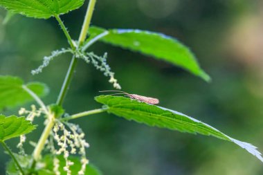 Isırgan yaprağının üzerindeki uzun boynuzlu güve, Almanya, Augsburg