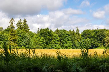 Orman kenarlı yaz çayırı bulutlu gökyüzü altında, Almanya, Augsburg
