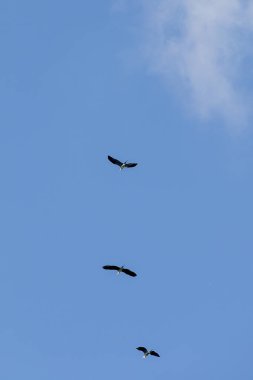 Mavi gökyüzünde uçan kuşlar.