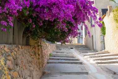 Bougainvillea, Fransa, Korsika, Cargse, 15 Haziran 2025