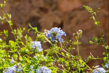 Mavi Plumbago çiçekleri güneş ışığında, Fransa, Korsika, Cargse, 15 Haziran 2025