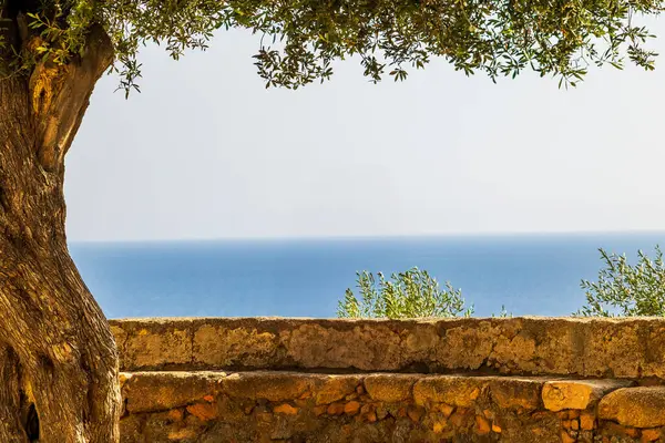 Eski zeytin ağacı çerçeveli deniz manzarası, Fransa, Korsika, Cargse, 15 Haziran 2025