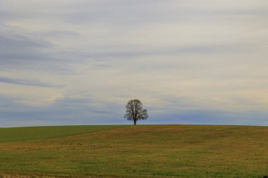 Kışın, Bavyera 'da Schwabmnchen yakınlarında Mittelsttten yakınlarında bulutlu gökyüzünün altında tek bir ağaç.