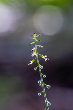 Büyücülerin küçük beyaz çiçekleri 23 Temmuz 2025