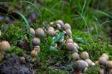 Yosun ormanı zemininde küçük mantar kümesi, Almanya, Augsburg, 21 Temmuz 2025