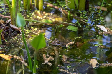 Yenilebilir kurbağa Pelophylax kl. Fransa Korsika gölünde esculentus 16 Haziran 2025