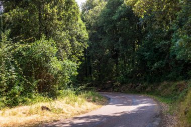 Yazın sık ormanlarda yol kıvrımlı Yunanistan, Korfu, 17 Haziran 2025