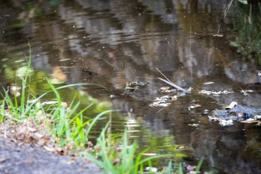 Kurbağa kısmen yansımalarla dolu bir göle batmış.