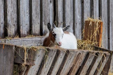 Genç keçi çiftlikteki samanla ahşap besleyicide duruyor.
