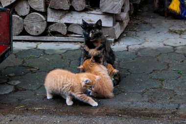 Anne kaplumbağa kabuğu kedi odun yığınlarının yanında kızıl kedileri emziriyor.