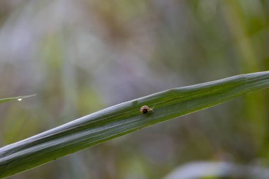 Kahverengi kabuklu küçük bir salyangoz yeşil bir çimende yavaşça hareket ediyor.