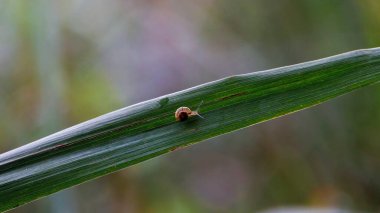 Doğal ortamdaki tek bir çim üzerinde küçük bir salyangoz makrosu.