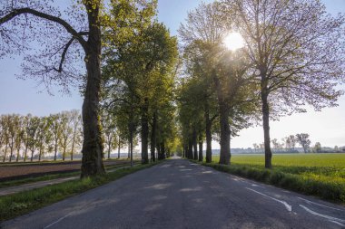 Ağaçlarla kaplı köy yolunda yürüyorum