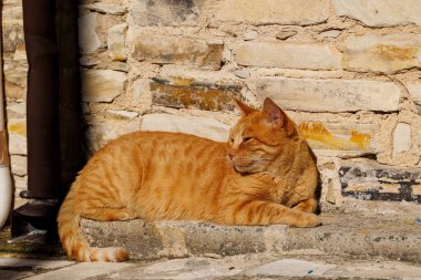 Taş duvarda gevşetici turuncu kedi