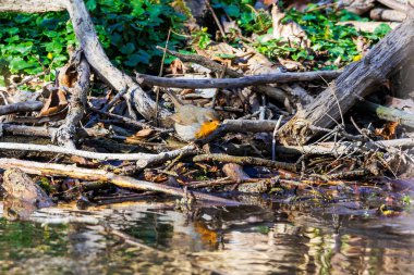 Nehir kıyısındaki doğal enkazı gözlemliyorum.