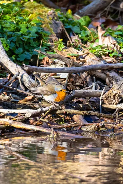 Kuş suya yakın dallara tünemiş.