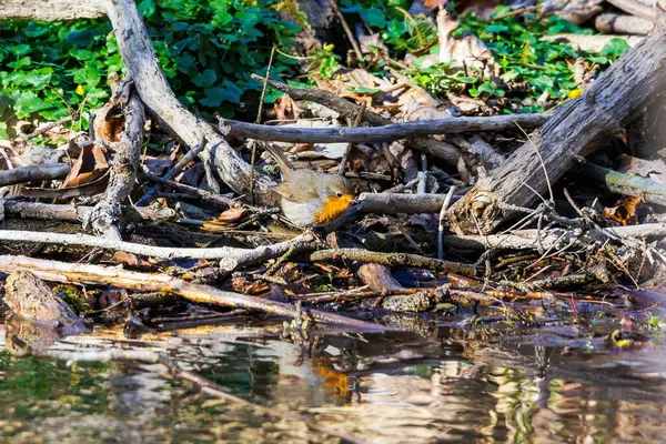 Nehir kıyısındaki doğal enkazı gözlemliyorum.