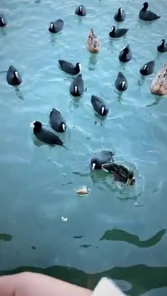 Homem Jogando Pão Para Pelicanos Nadando Água — Vídeo de Stock