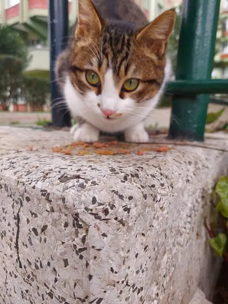 Sokaktaki kedi