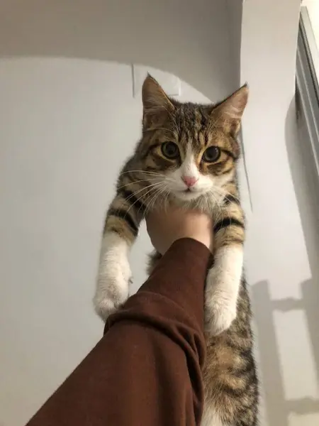 kedi yerde.
