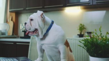 Bulldog 'un evdeki mutfakta oturduğu yakın plan.