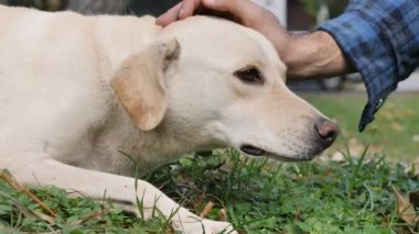 Bir adam çimlerin üzerinde bir köpeği okşuyor.