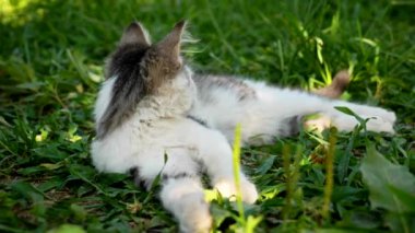 Çimlerin üzerinde dinlenen siyah beyaz kedi.