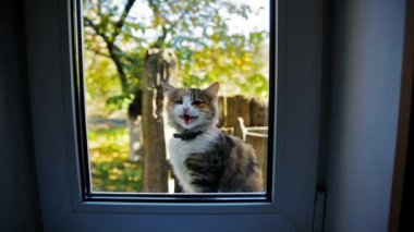 Pencerenin dışında miyavlayan renkli kedi.